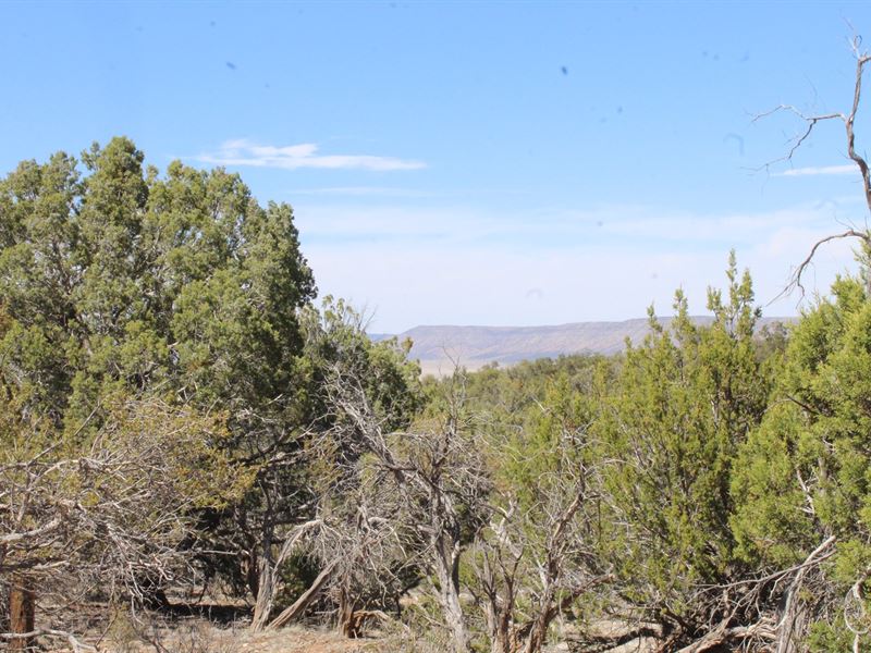 Mountain Acreage Seligman AZ No Hoa : Seligman : Yavapai County : Arizona