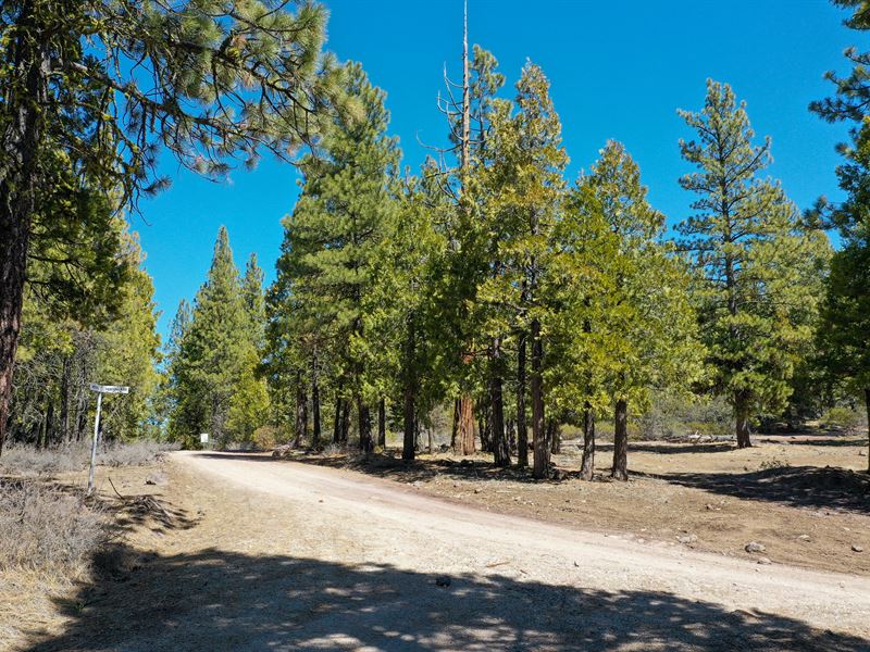 Magnificent Treed Retreat Parcel : Bonanza : Klamath County : Oregon