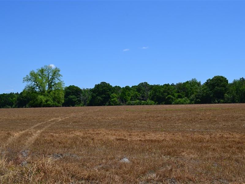Tompkins Road Farm : Hazlehurst : Jeff Davis County : Georgia