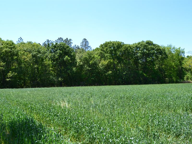 Alma Highway Farm : Hazlehurst : Jeff Davis County : Georgia