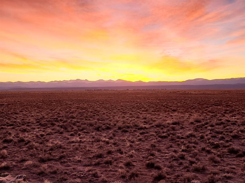 Wild Horses by Your Property : Playa Del Rey : Costilla County : Colorado