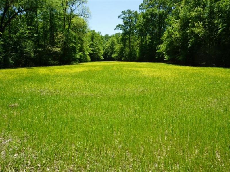 Pace Landing Road Camp : Livingston : Sumter County : Alabama