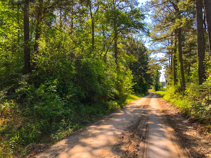 9737 Acres Trinity Forest : Trinity : Trinity County : Texas