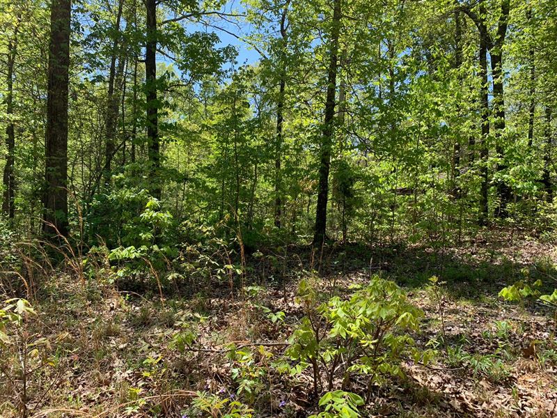 Shady Grove Ozark Acres Big : Ozark Acres : Sharp County : Arkansas