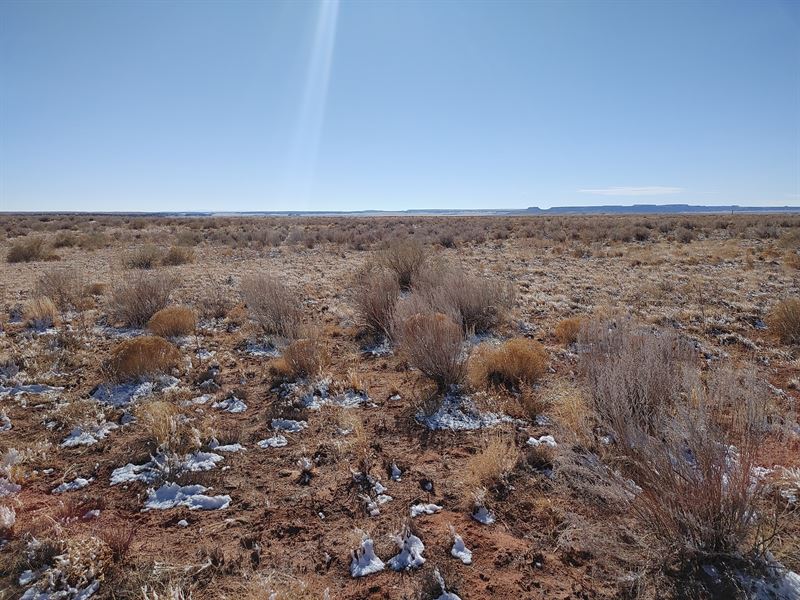 No Bull, 3 Acres Petrified Forest : Holbrook : Apache County : Arizona