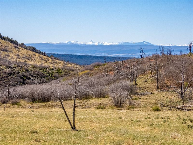 Western Colorado OffGrid Property Land for Sale in Cedaredge, Delta County, Colorado