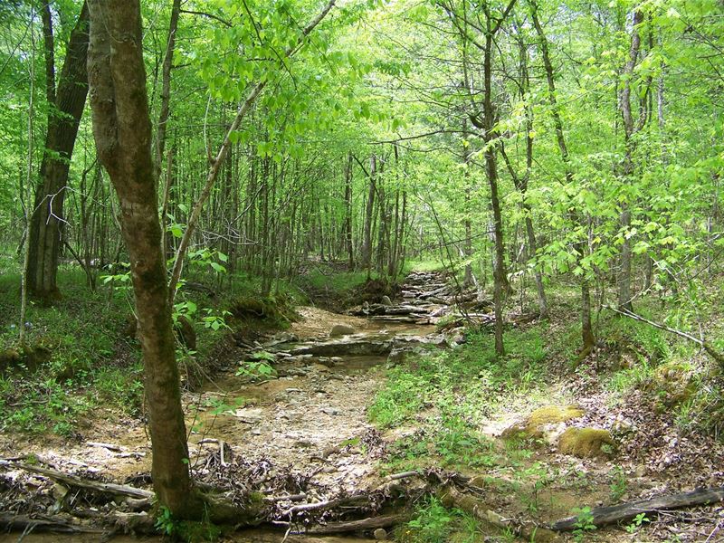Hunting Land Near Tennessee River : Bath Springs : Decatur County : Tennessee