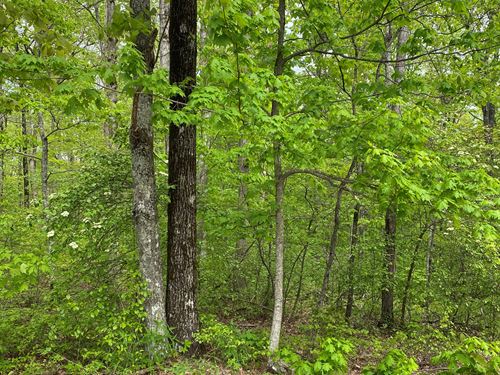3.06+/- Acres Beautiful Wooded Lot : South Pittsburg : Marion County : Tennessee