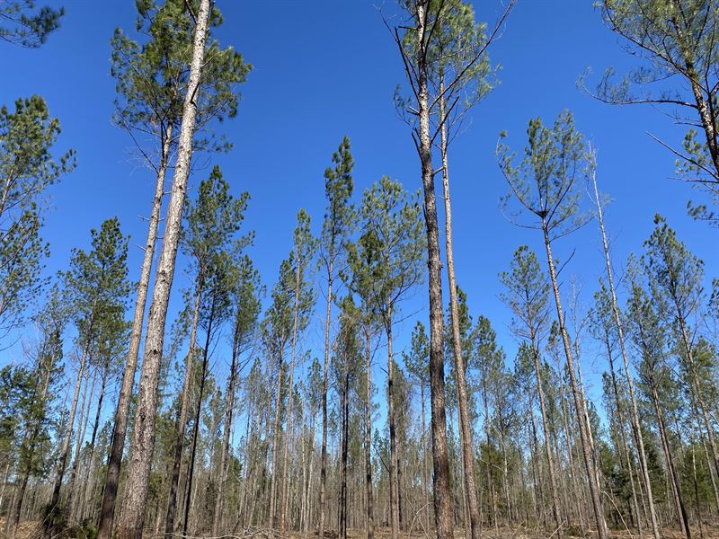 Country Getaway, Rural Tract : Ellaville : Schley County : Georgia