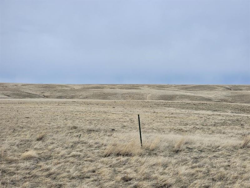 Grassland Horses Cattle Hunting : Shelby : Toole County : Montana