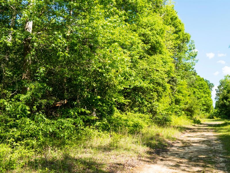 Wooded Lot with Utilities & Road : Cleveland : Liberty County : Texas