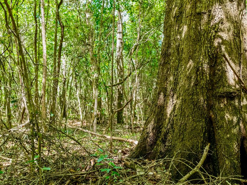 Wooded Lot with Road & Utilities : Cleveland : Liberty County : Texas