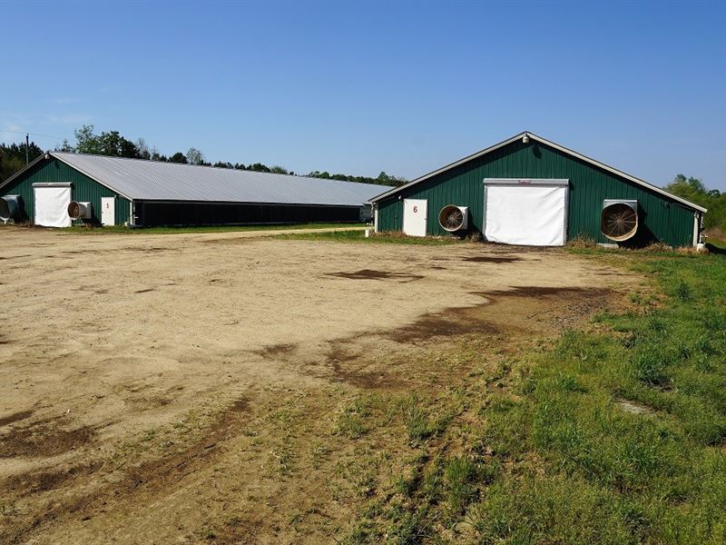 Poultry Farm in Fairmont, NC : Fairmont : Robeson County : North Carolina