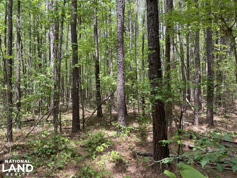 Steedley Road Hunting & Timber Inve : Millport : Lamar County : Alabama