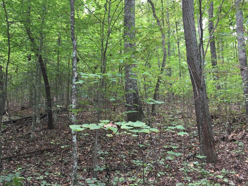323 Acres in Stevenson : Stevenson : Jackson County : Alabama