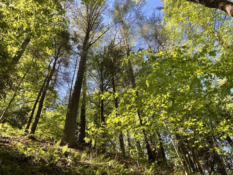 36.25 Acres White Co, GA : Helen : White County : Georgia