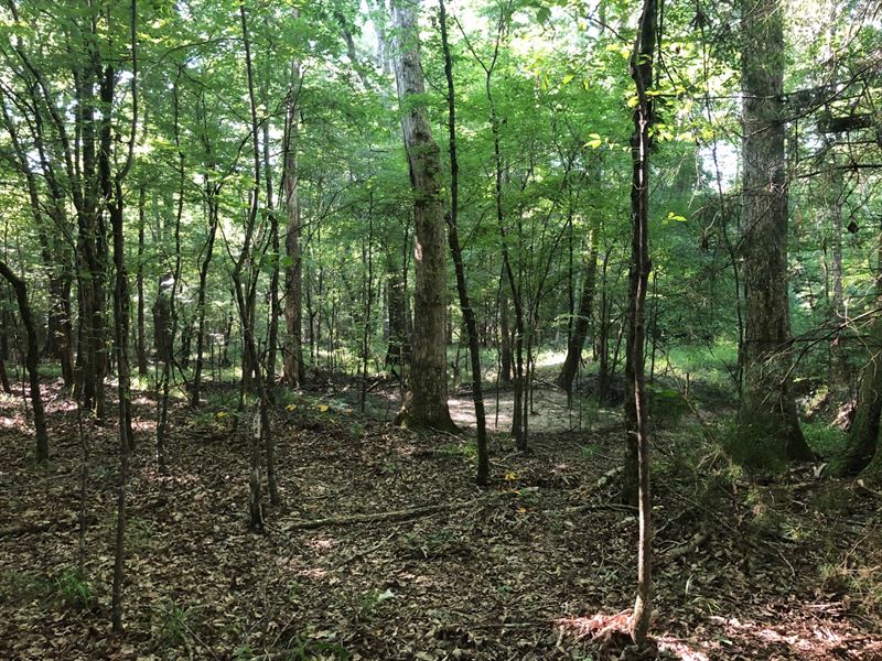 205 Acres Lowndes Co, AL : Fort Deposit : Lowndes County : Alabama