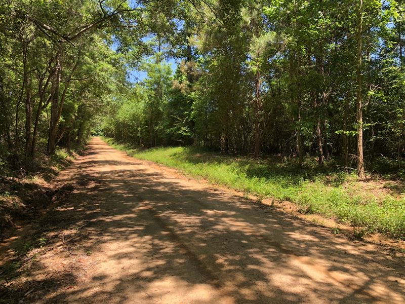 78 Acres in Butler County, AL : Chapman : Butler County : Alabama