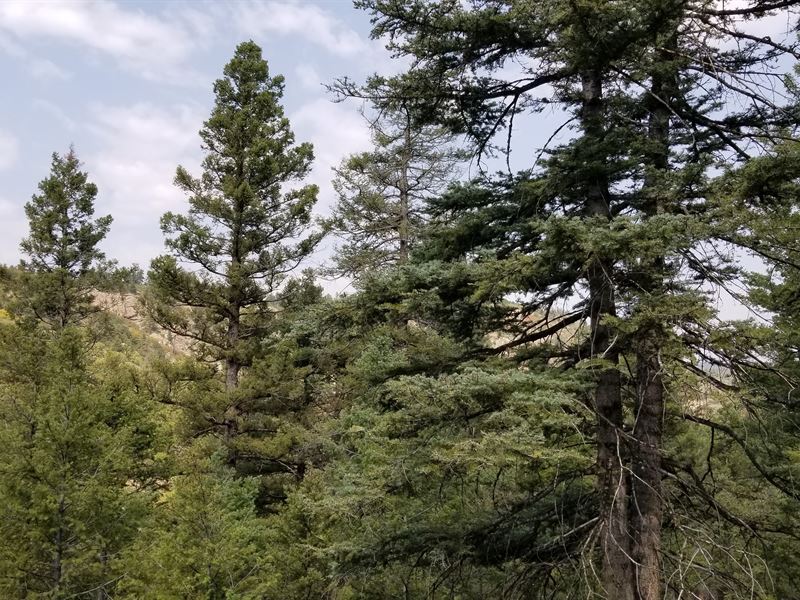 Government Land for You to Play in : Cripple Creek : Teller County : Colorado