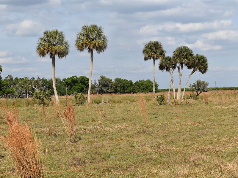 Oak Creek Ranchette : Arcadia : DeSoto County : Florida