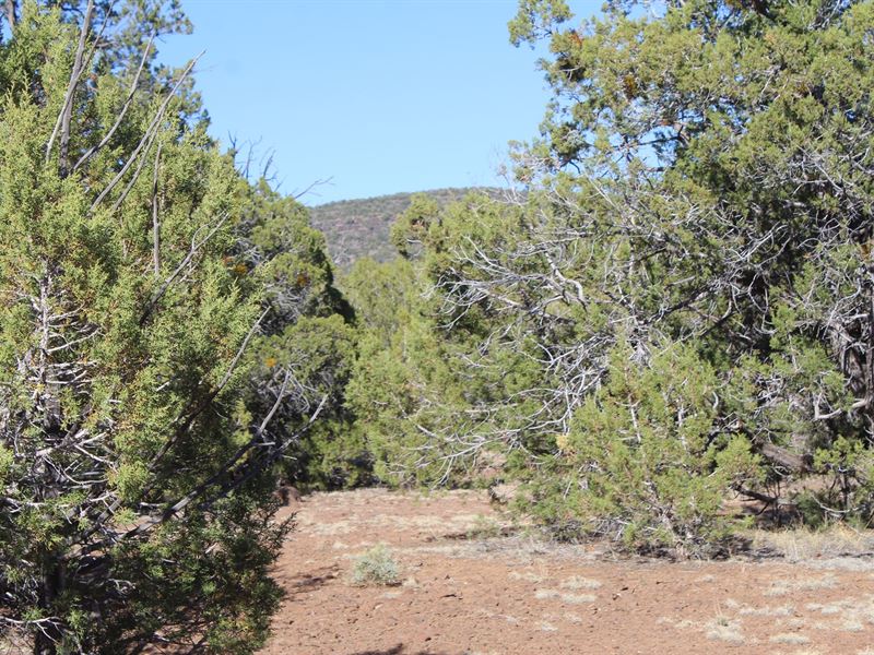 Mountain Acreage Heavily Treed No : Seligman : Yavapai County : Arizona