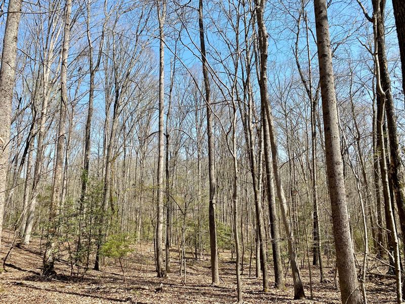 +/-19.77 Acres Tyger Oaks Homestead : Enoree : Spartanburg County : South Carolina