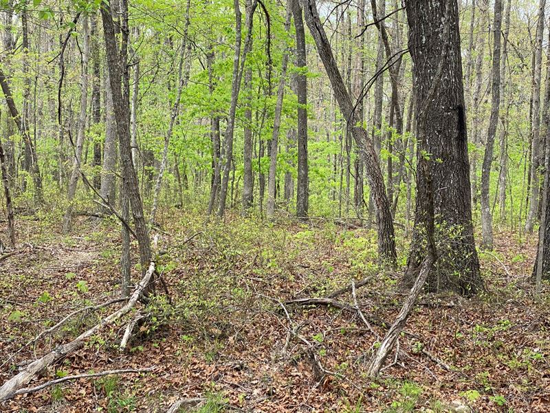 5.00+/- Acres Wooded Private Prop : Altamont : Grundy County : Tennessee