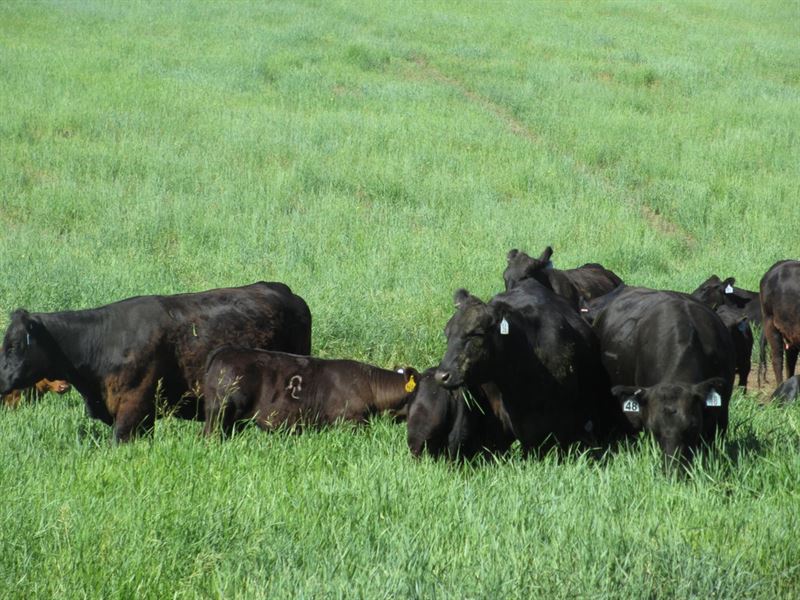 East Timberlake Ranch : Craig : Moffat County : Colorado