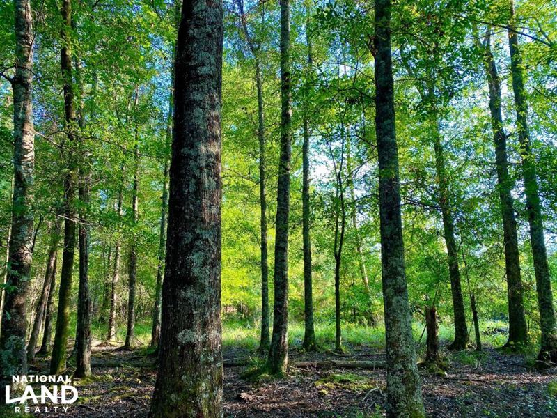 Pike Road Area Catoma Creek Hunting : Mathews : Montgomery County : Alabama