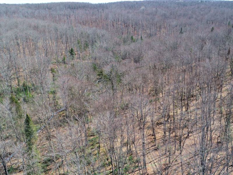 Morrison Brook Forest : Whee : Caledonia County : Vermont