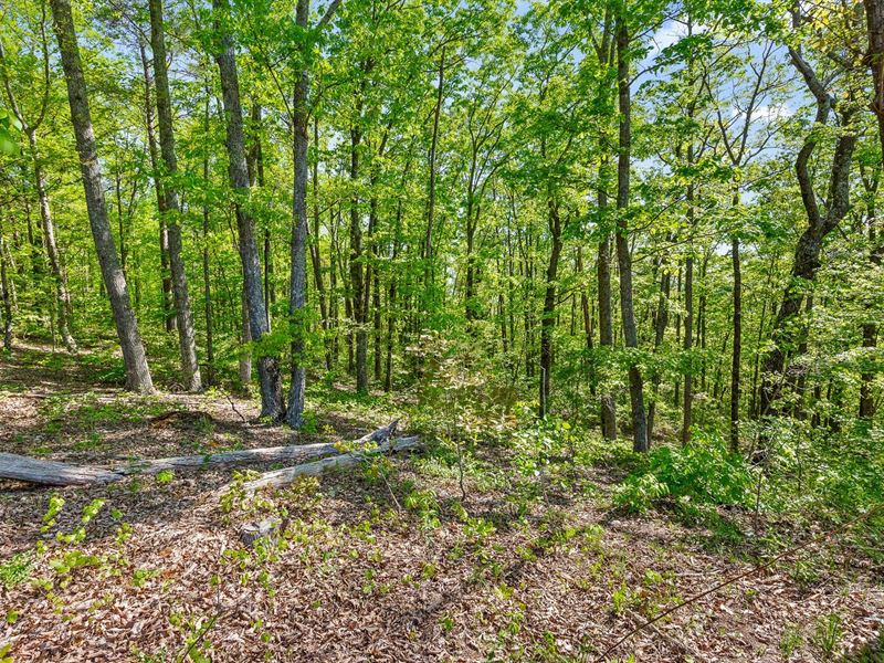 Houston Valley Rd : Ringgold : Whitfield County : Georgia