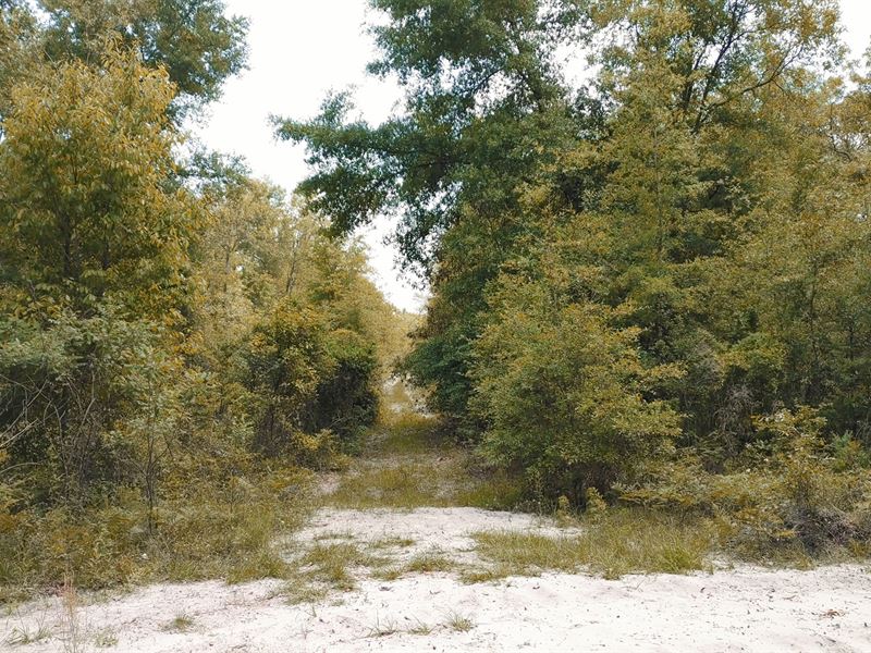 Suwannee County Land 12 Lots : O'brien : Suwannee County : Florida