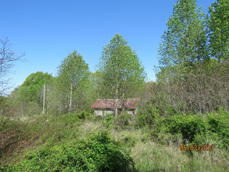 Small Acreage in Squires MO : Ava : Douglas County : Missouri
