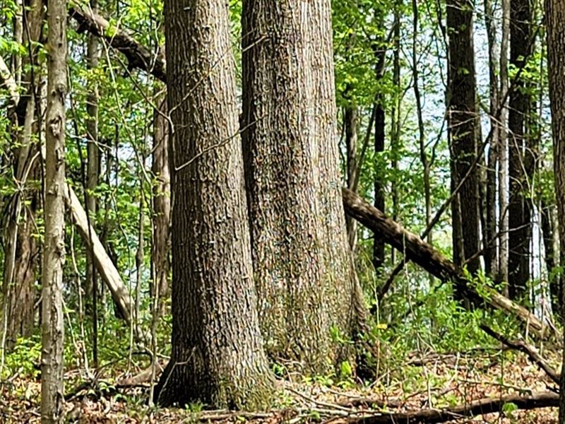 15.27 Acres Incredible Hunting : Latham : Pike County : Ohio
