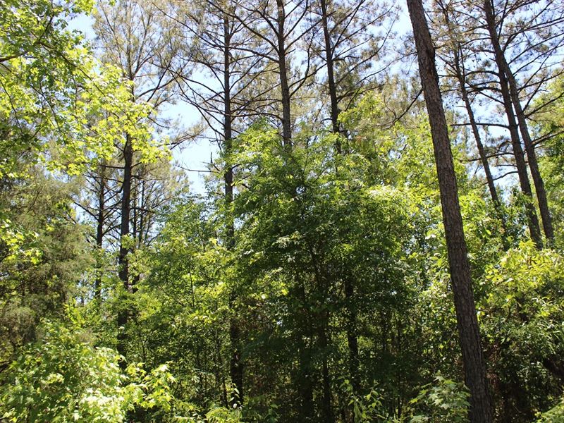 Large Homestie : Thomaston : Upson County : Georgia