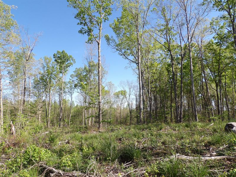 Cleared, Creek, Private : Pikeville : Bledsoe County : Tennessee