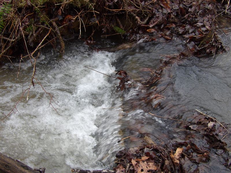 Woods, Pond, Creek, Fields : Pikeville : Bledsoe County : Tennessee