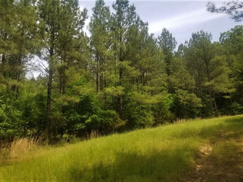 Maybinton Richards Tract : Whitmire : Newberry County : South Carolina
