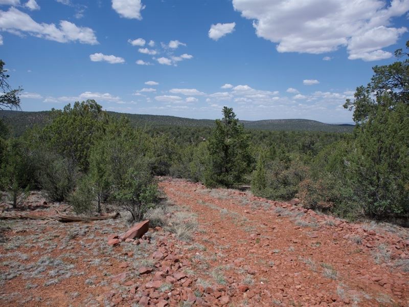 Trees Are Better Than Neighbors : Seligman : Yavapai County : Arizona