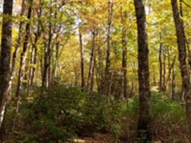 400 + Acres in Patrick County, VA : Stuart : Patrick County : Virginia