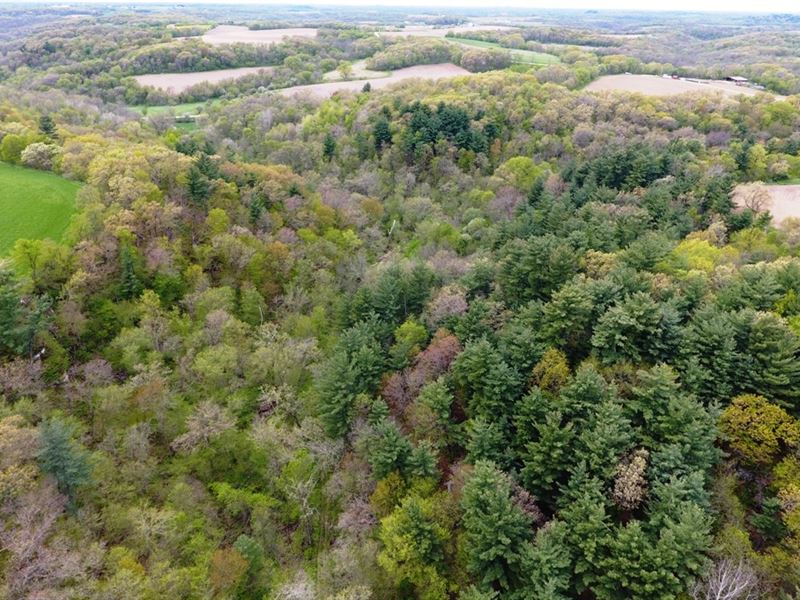 53+/- Acres Farmers Ridge Rd : Highland : Iowa County : Wisconsin