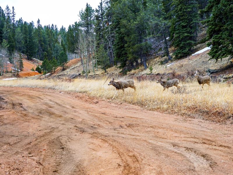 Wooded Lot Near National Forest : Divide : Teller County : Colorado