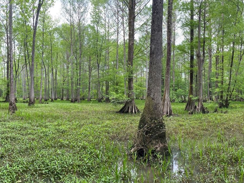 900 Acres in Montgomery County : Kilmichael : Montgomery County : Mississippi
