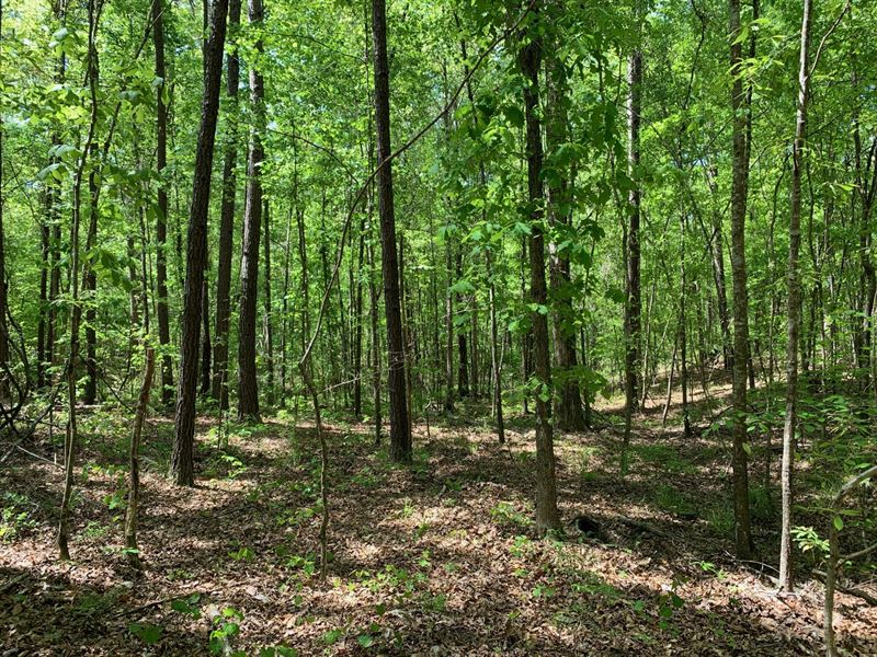 61 Acres Tuscaloosa, AL : Ralph : Tuscaloosa County : Alabama