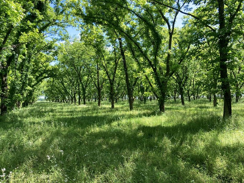 Pecan Grove for Sale in Caraway, AR : Caraway : Craighead County : Arkansas