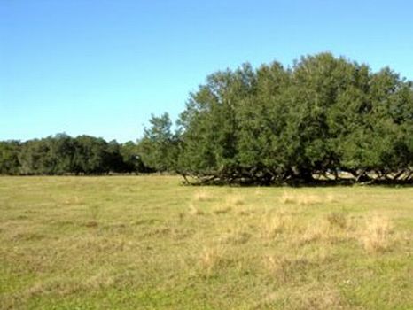 Medulla Road Investment Property : Lakeland : Polk County : Florida