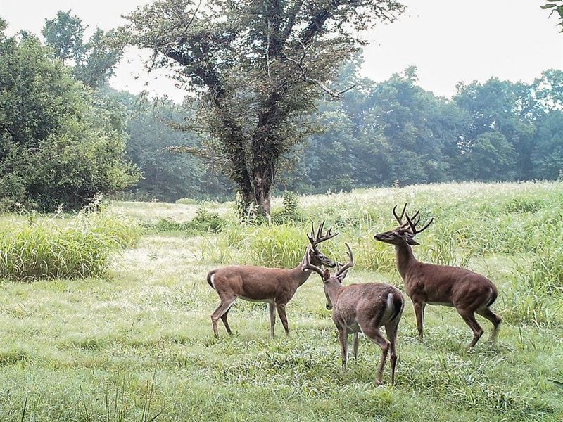 Arkansas Hunting Property White : Melbourne : Izard County : Arkansas