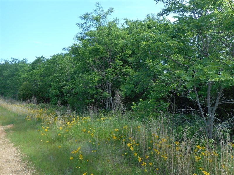 Land TN Wooded, Stream, Private : Clifton : Wayne County : Tennessee