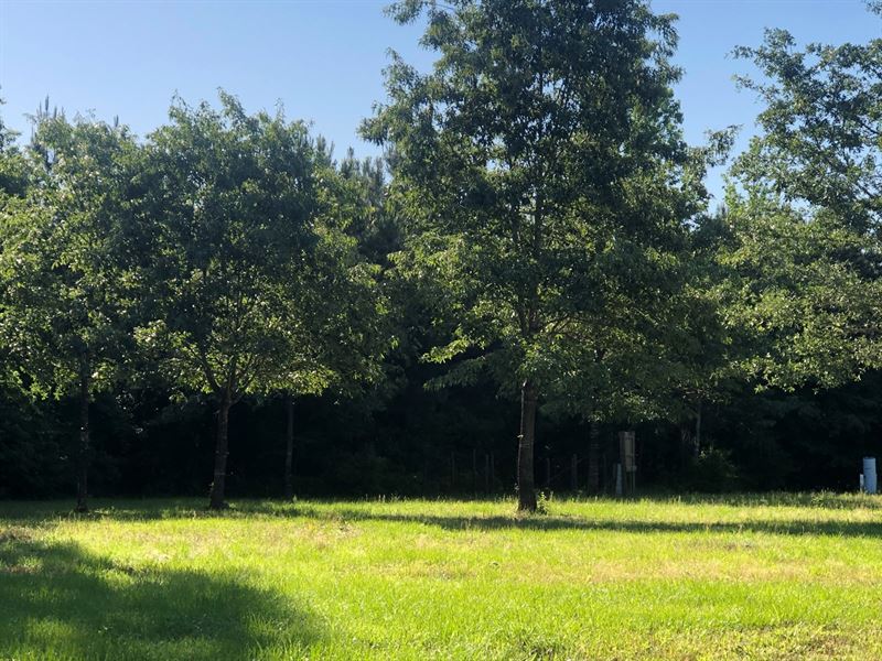 Secluded Land Country, Hunting : Linden : Cass County : Texas