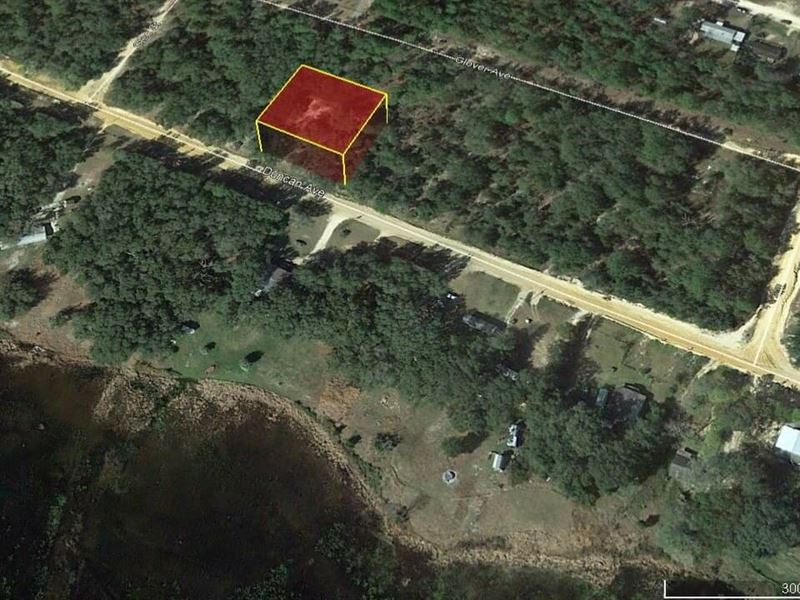 Majestic Almost Half-Acre Lake Area : Interlachen : Putnam County : Florida